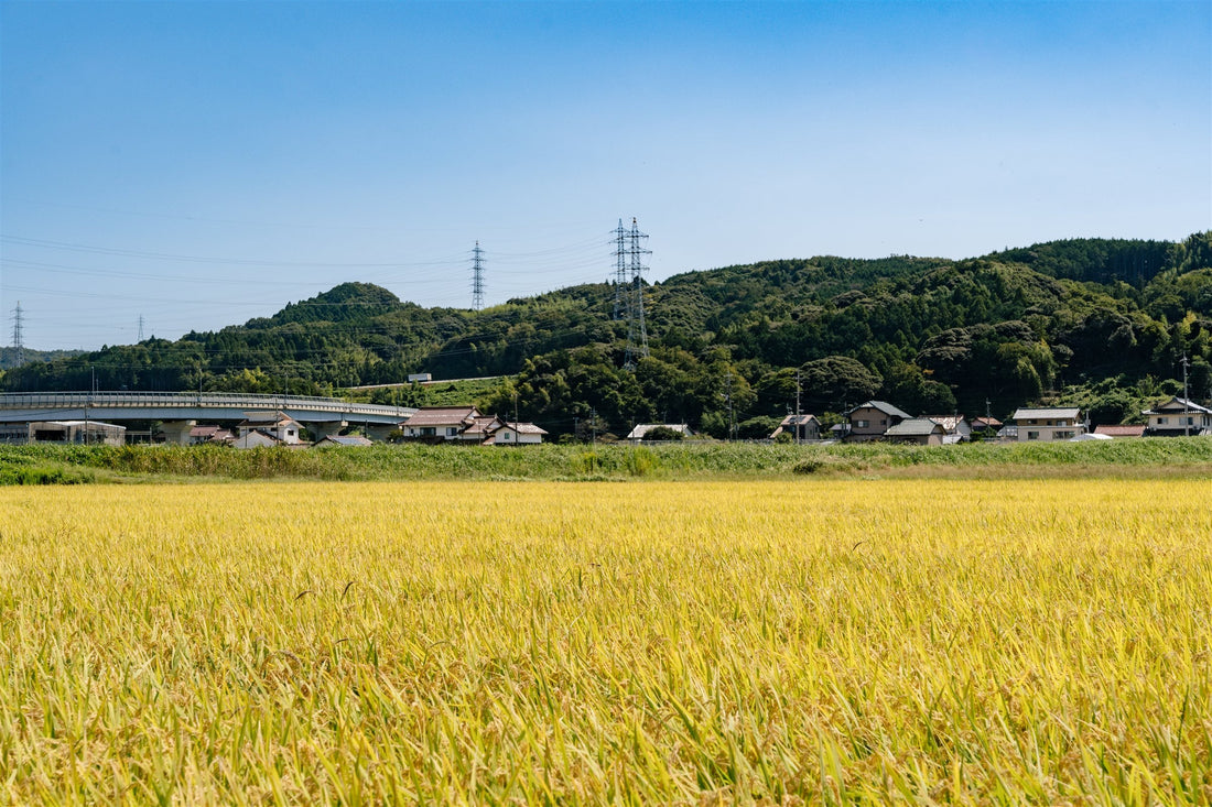 山に囲まれた神西の田んぼ