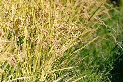 出雲神在の米 玄米